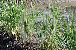 Lemongrass,trees on a natural background.