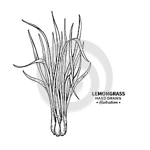 Lemongrass vector drawing. Isolated vintage illustration of leaves. Organic essential oil engraved style sketch.