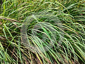 Lemongrass, which has the Latin name Cymbopogon nardus Rendl, is a member of the grass family or Poaceae.