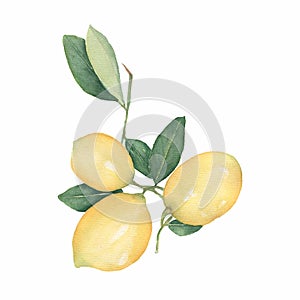 Lemons branch isolated on white background. Hand drawn watercolor illustration.Fresh lemon with green leaves. Food element for