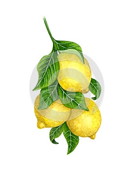 Lemons on a Branch. Watercolor lemon tree. illustration of yellow lemons on the branch of a lemon tree.