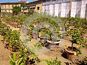 Lemons garden in Boboli, Florence