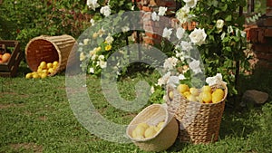 Lemons and grapefruit are lying in wicker basket in the courtyard