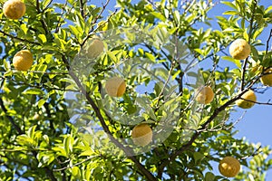 Lemons growing in a garden in Perth, Western Australia photo