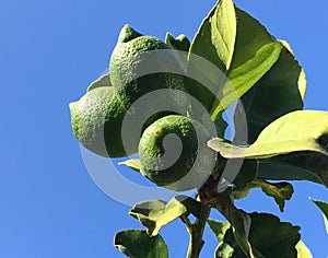 Lemons growing on lemon tree.