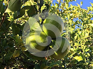 Lemons growing on lemon tree.