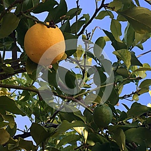 Lemons growing on lemon tree.