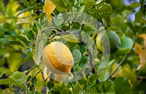 Lemons growing on the lemon tree