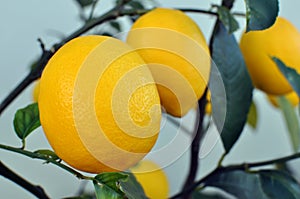 Lemons growing on a Lemon Tree photo