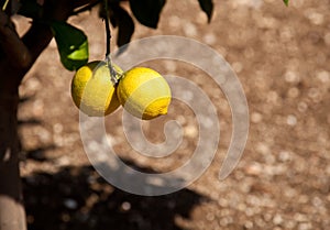 Lemons growing in Limone