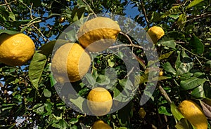 Lemons Hanging from the branch of lemon tree in the sunny day in Spain. Close up