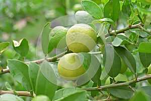 Lemons hanging on a lemon tree