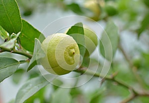 Lemons hanging on a lemon tree