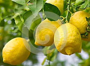 Lemons Hanging on a Lemon tree, natural close-up details