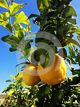 Lemons Hanging on a Lemon tree