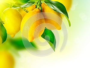 Limoni sospeso sul limone un albero 