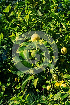 Lemons hanging on a tree. Growing a lemon