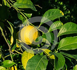 Lemons hanging on a tree. Growing a lemon