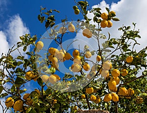 Lemons hanging from a tree in a lemon grove photo