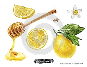 Lemons and honey dipper food set watercolor illustration isolated on white background