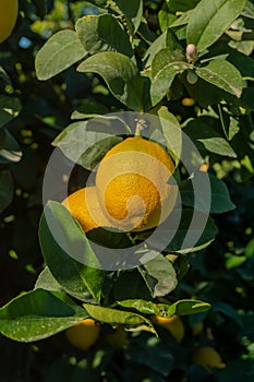 lemons lemon tree