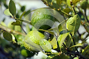 Lemons on a Lemon Tree