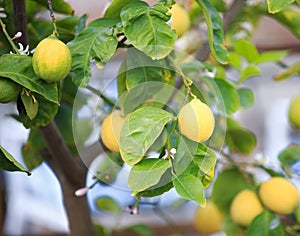 Lemons, lemon trees,