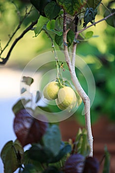 Lemons, lemon trees,