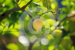 Lemons, lemon trees,