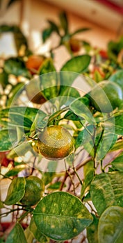 Lemons and limes on a tree