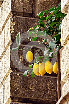 Lemons in Limone sul Garda photo