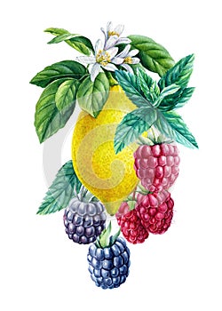 Lemons, raspberry and blackberry, watercolor illustration, fruits and berries botanical painting