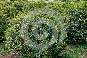 Lemons ripening in orchards on the island of Sicily