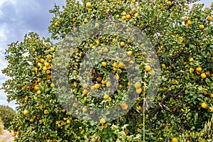 Lemons ripening in orchards on the island of Sicily