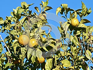 Lemons riping on a lemon tree