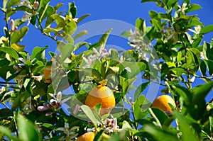 Lemons on the tree