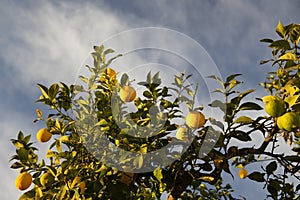 Lemons on the tree