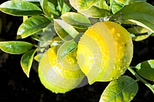 Lemons on tree branch