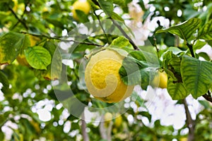 Lemons on a Tree, Lemons organically grown in Cyprus for Health Benefits, Vitamin C, Heart Care, Antioxidants, Cooking