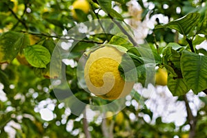 Lemons on a Tree, Lemons organically grown in Cyprus for Health Benefits, Vitamin C, Heart Care, Antioxidants, Cooking