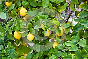 Lemons on a Tree, Lemons organically grown in Cyprus for Health Benefits, Vitamin C, Heart Care, Antioxidants, Cooking