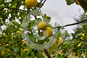 Lemons on a Tree, Lemons organically grown in Cyprus for Health Benefits, Vitamin C, Heart Care, Antioxidants, Cooking