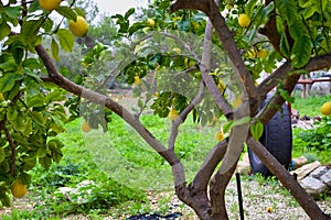 Lemons on a Tree, Lemons organically grown in Cyprus for Health Benefits, Vitamin C, Heart Care, Antioxidants, Cooking