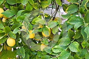 Lemons on a Tree, Lemons organically grown in Cyprus for Health Benefits, Vitamin C, Heart Care, Antioxidants, Cooking