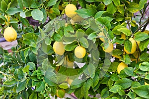 Lemons on a Tree, Lemons organically grown in Cyprus for Health Benefits, Vitamin C, Heart Care, Antioxidants, Cooking