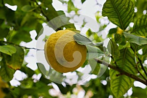 Lemons on a Tree, Lemons organically grown in Cyprus for Health Benefits, Vitamin C, Heart Care, Antioxidants, Cooking