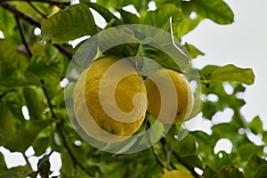 Lemons on a Tree, Lemons organically grown in Cyprus for Health Benefits, Vitamin C, Heart Care, Antioxidants, Cooking