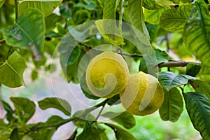 Lemons on a Tree, Lemons organically grown in Cyprus for Health Benefits, Vitamin C, Heart Care, Antioxidants, Cooking