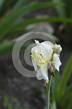 Lemonyellow iris