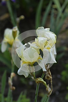 Lemonyellow iris